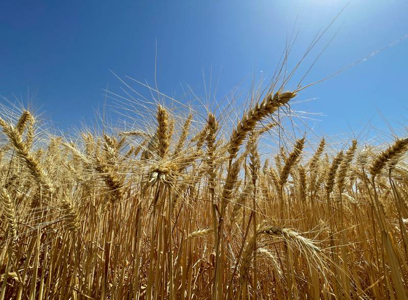 Wheat production in the UAE reached 80 tonnes last year. Reuters