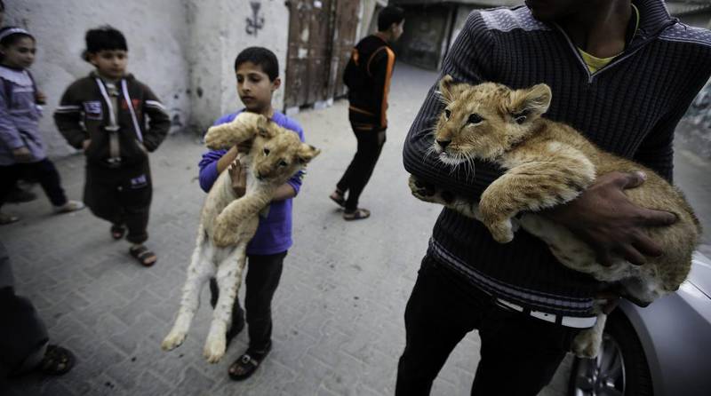 Two lion cubs are carried through the streets of Al Shaboura refugee camp in the southern Gaza Strip. EPA 