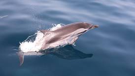 Fujairah survey finds dolphin species rarely seen in UAE 