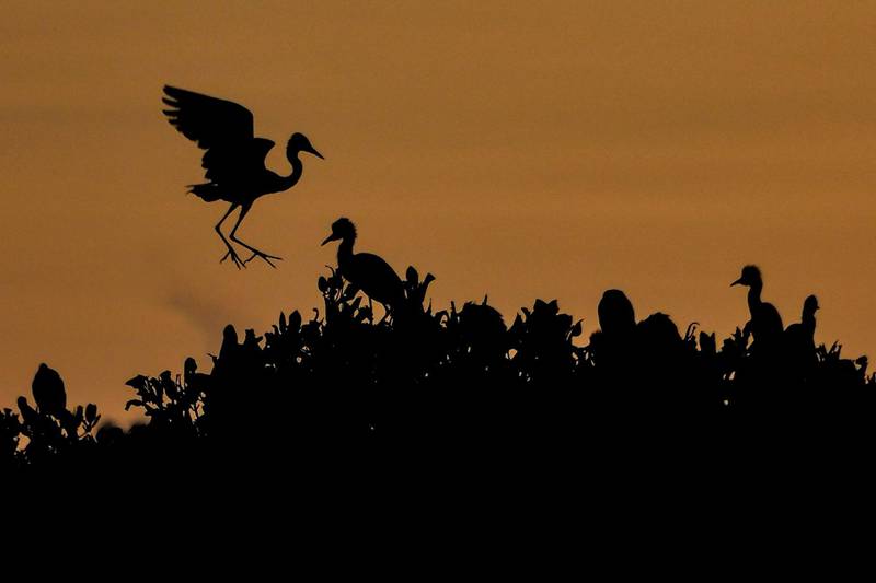 Egrets are seen on mangrove trees during sunrise at Kajhu beach, Aceh province, Indonesia. AFP