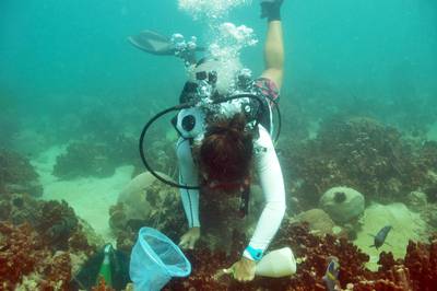 A scientist collects samples from a coral reef in Abu Dhabi, which scientists say have suffered a 'catastrophic event' because of warming waters. Photo: John Burt