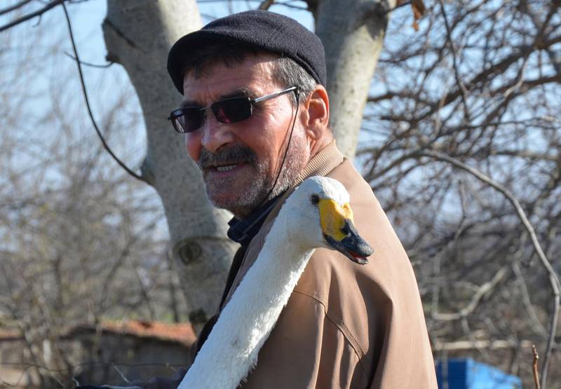 Mr Mirzan and a group of friends were taking a shortcut in their car when they noticed the swan, with a broken wing in a field. Mirzan immediately took the swan in to protect her from predators.