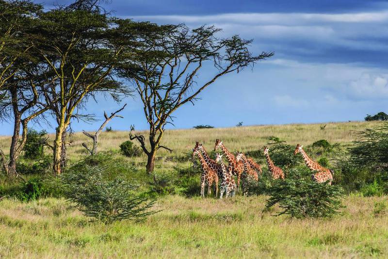 While not the best area for spotting predators, the plains near the Segera Retreat in Kenya provide ample herds of elephant, zebra, buffalo and giraffe. Photos courtesy of Segera Retreat, Wilderness Collection