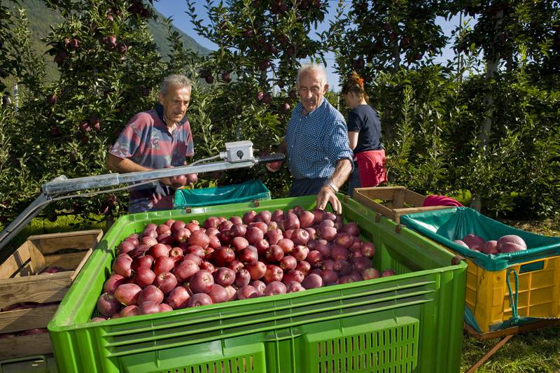 Harvesting apples in Italy. The shelf life of fresh produce does not allow shipping times to be extended by 15 to 20 days, experts say. Getty Images