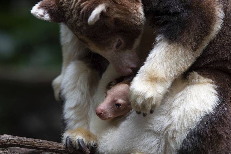 A Matschie's tree kangaroo emerges from its mother's pouch, Monday, April 18, 2022, at the Bronx Zoo in New York.  The joey is the first of its species born at the zoo since 2008.  (Julie Larsen Maher / Bronx Zoo via AP)