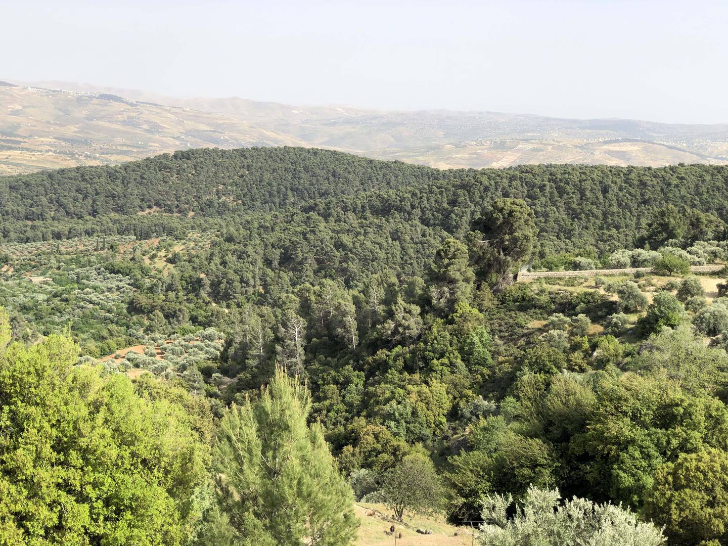 The olive groves and forest in the village of Dibbeen, about 50 kilometers northwest of Amman.  Khaled Yacoub Oweis / Le National