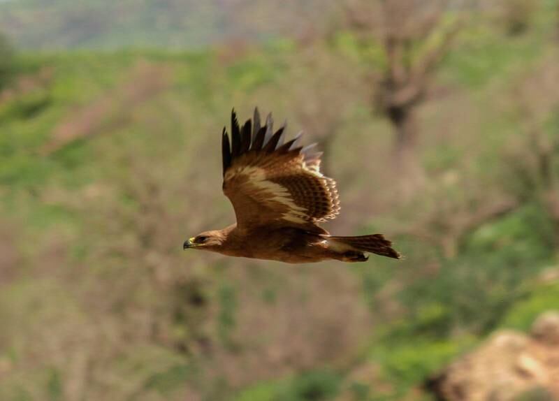 The steppe eagle. Photo: Korsh Ararat