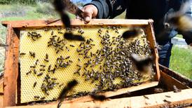 World Bee Day in pictures: beekeepers around the world celebrate the pollinators