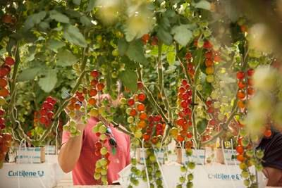 Tomatoes are grown at Pure Harvest Smart Farms in Abu Dhabi. The start-up's $181 million funding round in 2022 boosted investments in the horticultural sector. Photo: Pure Harvest