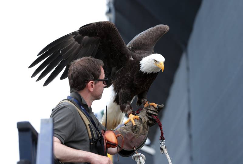 A Bald Eagle during day four of The Open at the Old Course, St Andrews. 