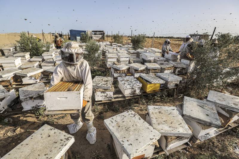 Beekeepers collecting honey at an apiary during harvest season in Khan Yunis.