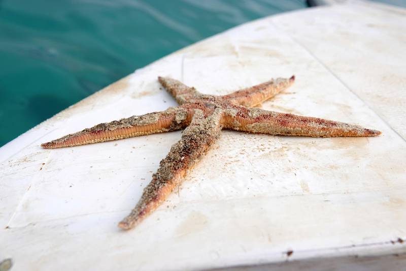A dead starfish is seen following leaked oil from the bulk carrier ship MV Wakashio, Mauritius. Reuters