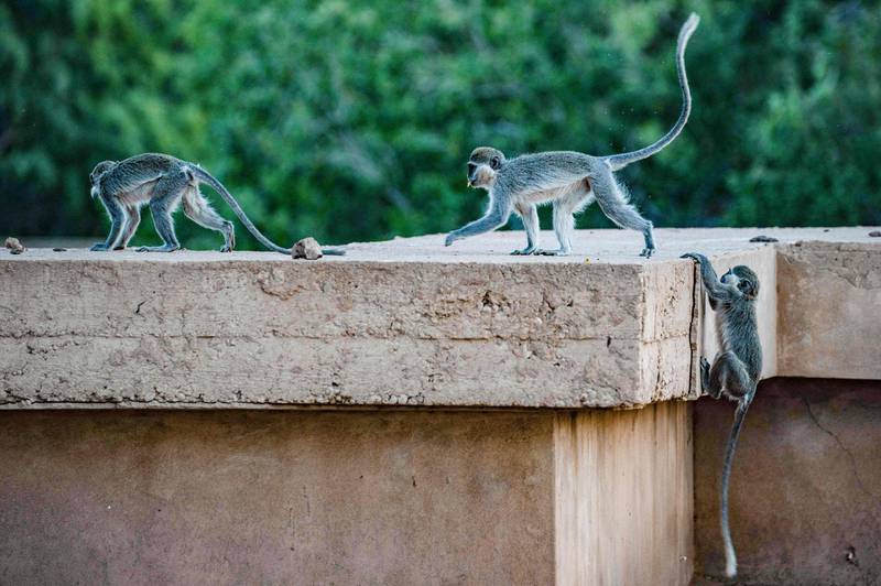 Monkeys on a popular route across the rooftops of buildings at the campus. AFP