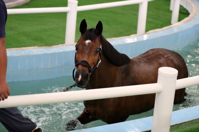 The Equine Hydrotherapy Centre in Sharjah is a horse wellness facility. All photos: Chris Whiteoak / The National