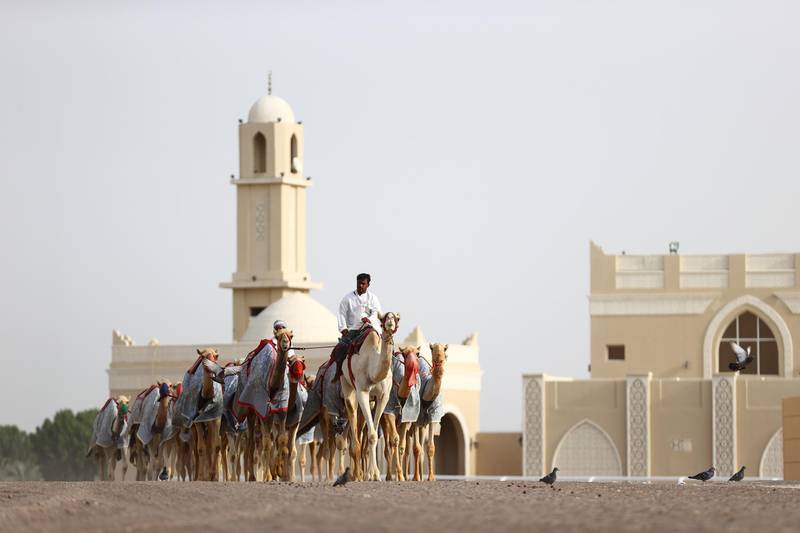 DUBAI, UNITED ARAB EMIRATES - MAY 5 : A camel handler walks his camels early morning on May 5, 2021 in Dubai, United Arab Emirates. Muslim men and women across the world are observing Ramadan, a month-long celebration of self-purification and restraint. (Photo by Francois Nel/Getty Images)
