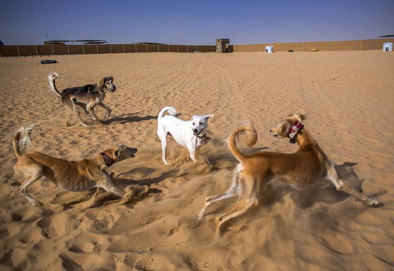 do saluki dogs get along with other dogs