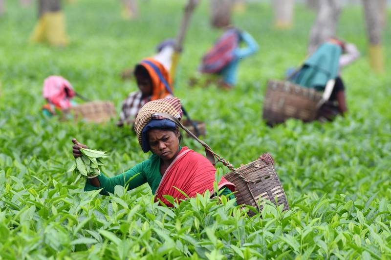 In this photograph taken on March 30, 2019, Indian tea plantation workers pick leaves at a tea garden in Gohpur, some 299 kms from Guwahati, in the northeastern state of Assam. (Photo by Biju BORO / AFP)