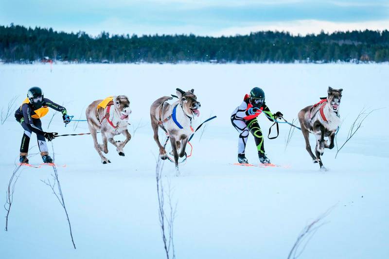 Two reindeers and their jockeys chase along an animal that runs loose as they approach the finish line on the 1km ice track of the final in the BRP Poro cup reindeer race on a lake in Inari, northern Finland. AFP