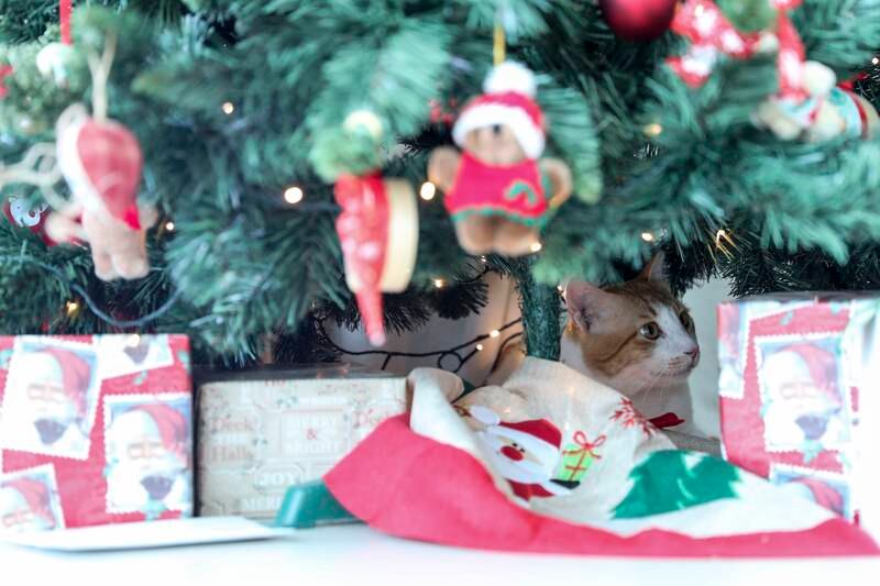 Buster, a formerly stray cat, hides behind the Christmas tree in his new foster home at the Al Bandar community, Yas Island. All photos: Khushnum Bhandari / The National