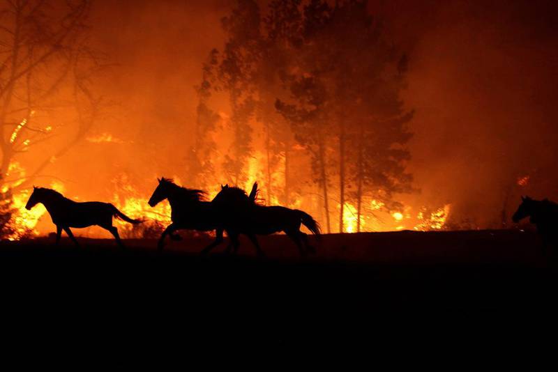 Horses run away from wildfires in Chile’s central-south regions, in Portezuelo. Juan Gonzalez / Reuters