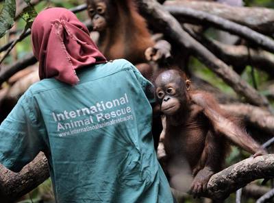 “It’s heartbreaking,” said Ayu Budi, a veterinarian who heads the orang-utan health clinic at the International Animal Rescue centre in West Kalimantan province.

“When you see them, it’s really sad. They’re supposed to be with their mothers in the wild, living happily, but they’re here.”