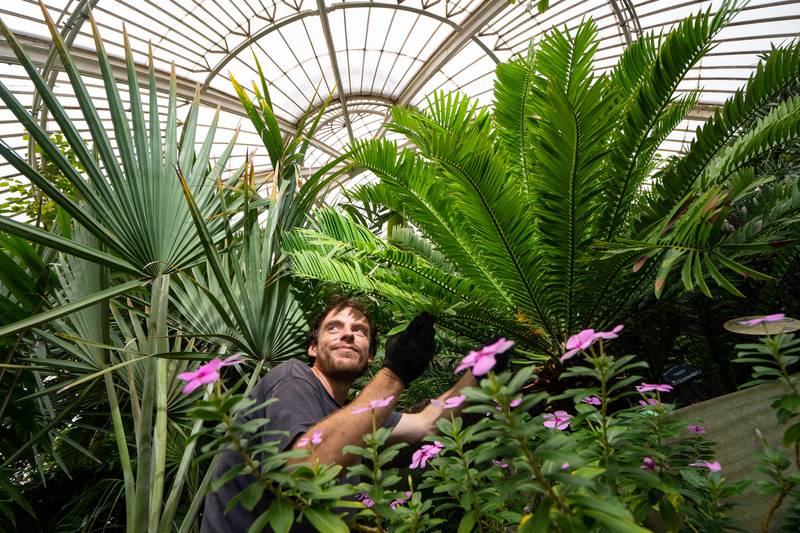 Kew Gardens in south-west London is celebrating another Guinness World Record title, as it now houses the largest living plant collection on Earth. Here, botanical horticulturalist Will Spoelstra tends to the gardens’ oldest plant, a prickly cycad (Encephalartos altensteinii) brought from South Africa in 1775. All photos: PA