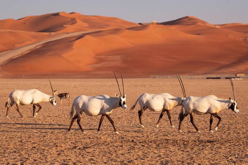 epaselect epa07239403 Oryx walk in Rub Al-Khali desert, Saudi Arabia, 17 December 2018 (issued 19 December 2018). Oryx is a genus consisting of four large antelope species called oryxes. Three of them are native to arid parts of Africa, with the fourth being native to the Arabian Peninsula.Their fur is pale with contrasting dark markings in the face and on the legs with their long horns being almost straight.  EPA/VALDRIN XHEMAJ