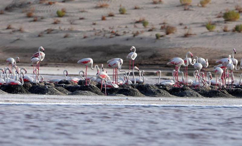 The Environment Agency Abu Dhabi announced that more than 100 flamingo chicks had hatched at Al Wathba Wetland Reserve in June and July after another successful breeding season. Courtesy EAD
