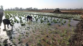 Farmers plant rice in Egypt's Nile Delta - in pictures 