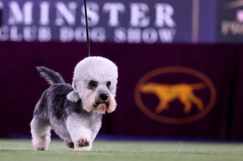 The Dandie Dinmont terrier is run in the ring during judging. Reuters
