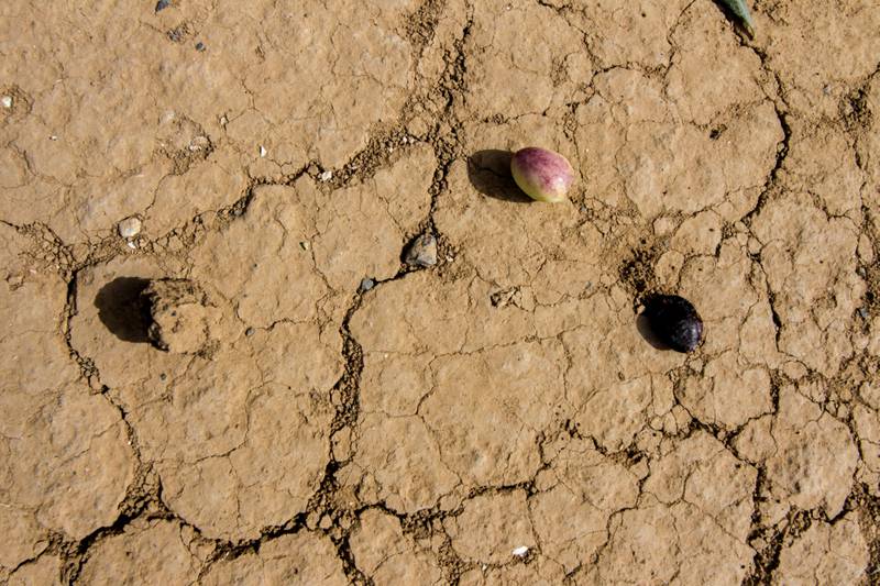 Olives on the ground at a farm in Mattis, Beja, north-west Tunisia, where the hot weather is killing trees and leaving farmers without a harvest. Hasan Mrad / The National