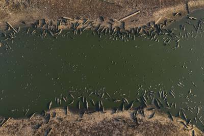 Caimans sit on the banks of the almost dried-up Bento Gomes river in the Pantanal wetlands near Pocone, Brazil. AP 