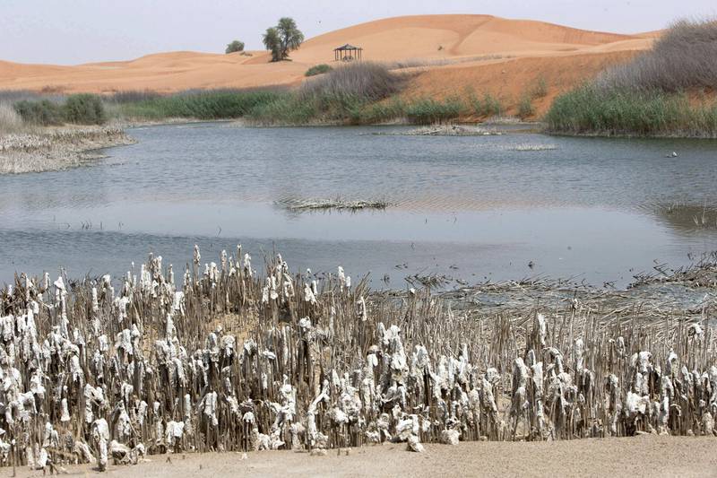 Al Ain, United Arab Emirates - Dead fish is seen at Zakher Lake in Al Ain.  Ruel Pableo for The National for Haneen's story