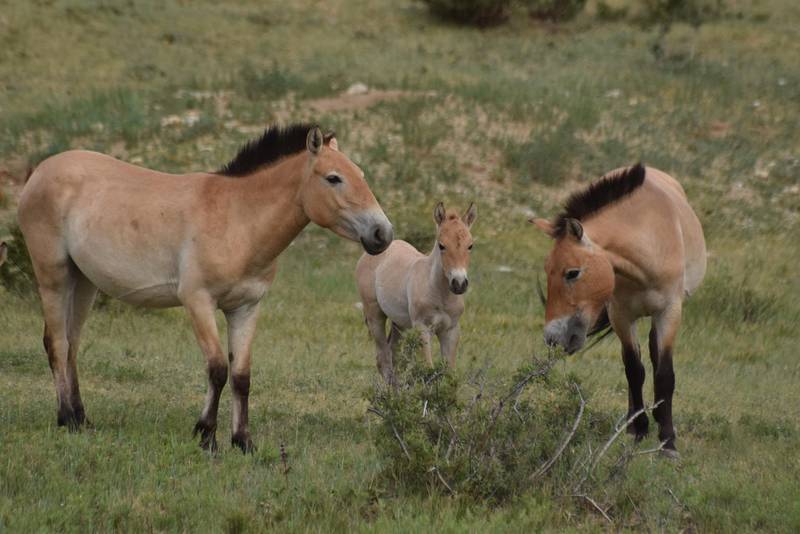  Just born foal with mother and sibling.