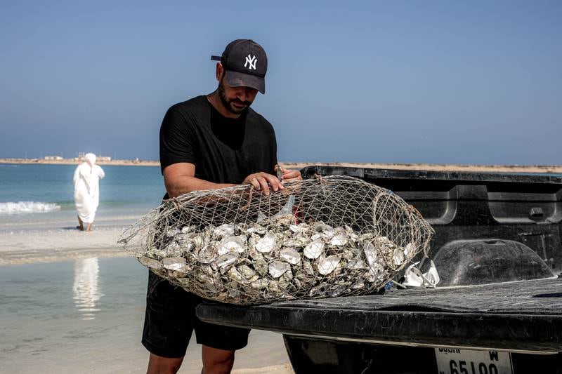 Hundreds of thousands of discarded oyster shells are being used to help create artificial reefs in the UAE. Photo: Dubai Oyster Project