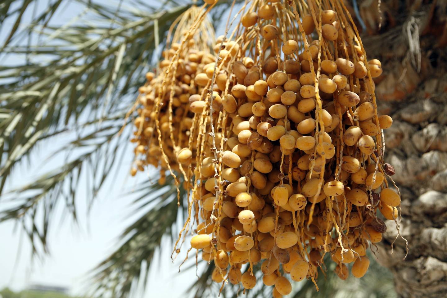 Abu Dhabi, United Arab Emirates, 27 June,2013:
Pictures of dates, Abu Dhabi.
Asmaa Al Hameli / The National