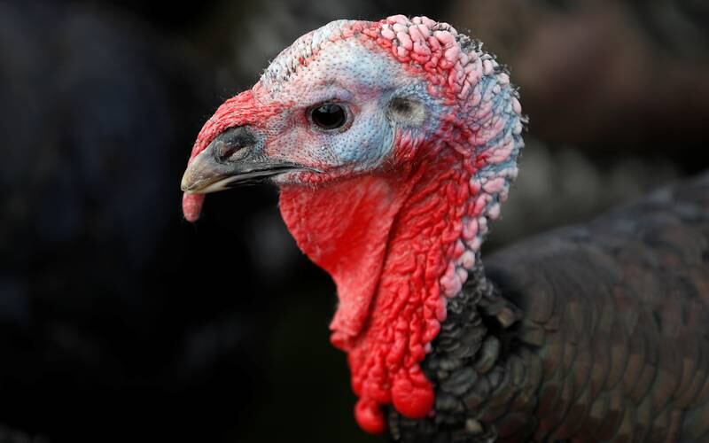 A bronze turkey at a farm in Chelmsford, north-east of London. Reuters