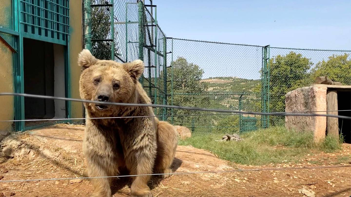 Himalayan brown bear Babloo has settled well into his new Jordan home. Amy McConaghy / The National