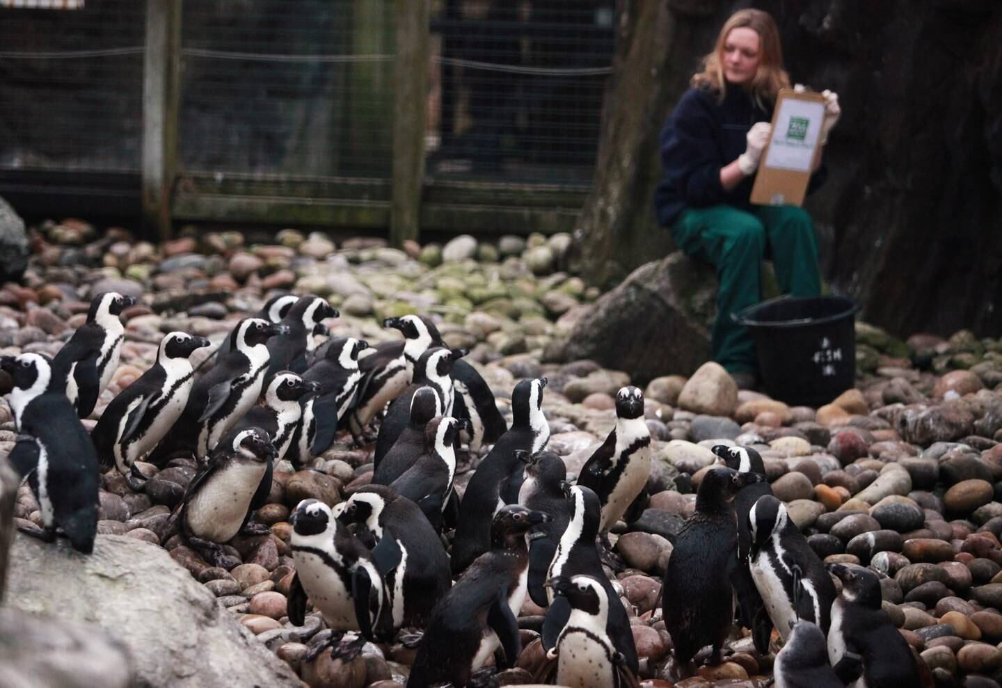 Rachel Moore counts the penguins during one of the annual New Year stocktakes of animals, ranging from tiny leaf insects to Jock the 150-kilogram male lowland gorilla. Getty