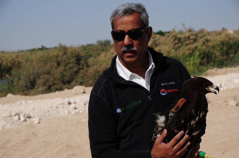 Dr Salim Javed with the tagged greater spotted eagle, tracked to Russia this week. Courtesy Enviroment Agency Abu Dhabi