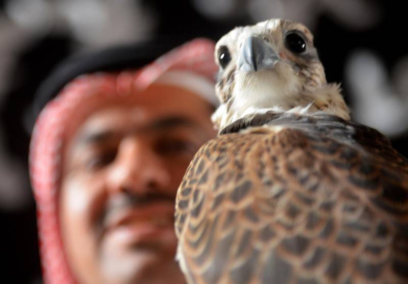 An exhibitor shows a falcon during the first Saudi Falcons and Hunting Exhibition in the capital Ryadh on December 7, 2018.  / AFP / FAYEZ NURELDINE
