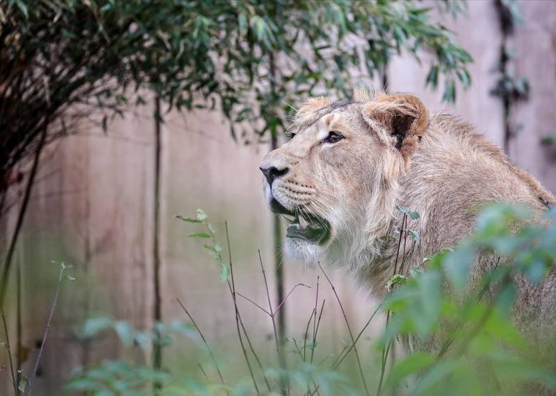 A lioness looks out of her enclosure at the Frankfurt am Main Zoo in Frankfurt am Main, Germany. EPA