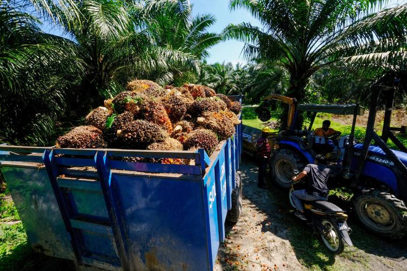 Oil palm fruits are loaded into a trailer at a plantation in Kapar, Selangor, Malaysia, on May 3. Bloomberg
