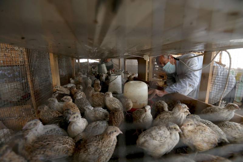 A Palestinian man adjusts a waterer in a quail in farm in Khan Younis in the southern Gaza Strip. Reuters