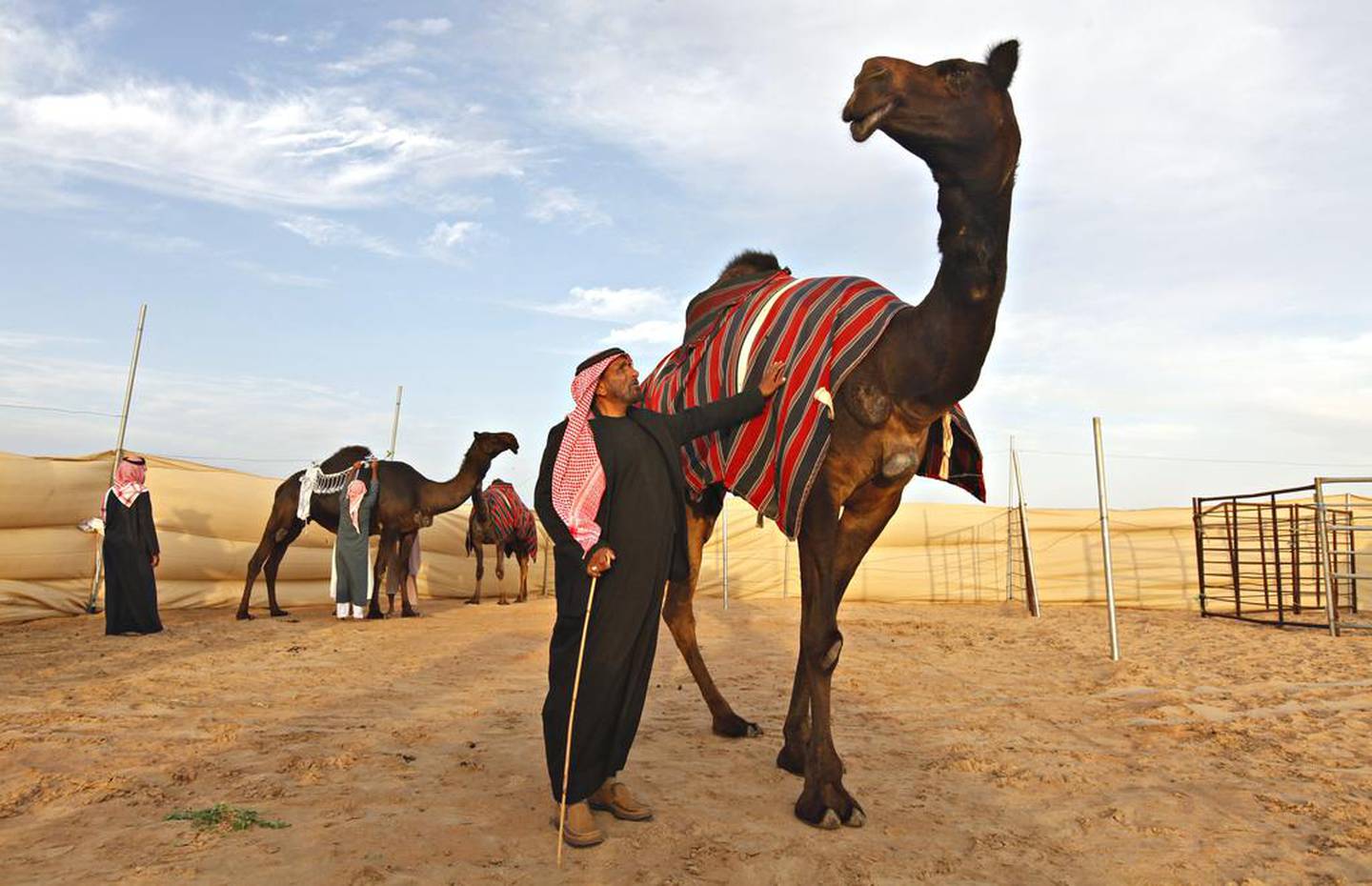 Rames Saleh al Menhali, who owns 70 black camels, stands with his prize camel, Wahaidah, ‘The One’ in his camel corral at the Al Dhafra Festival at Madinat Zayed, Al Gharbia, Abu Dhabi. Jeff Topping / The National.