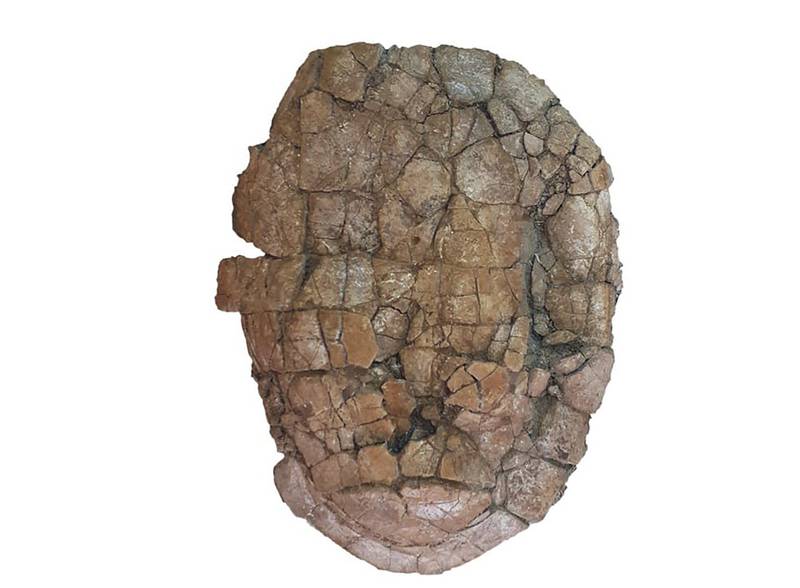 Turtles were fossilised whole, a quality common among marine animal fossils