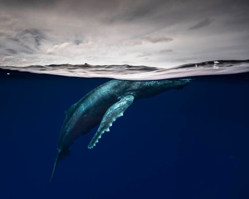 Winner, Portfolio, Matty Smith. A humpback whale calf visits the surface to breathe.