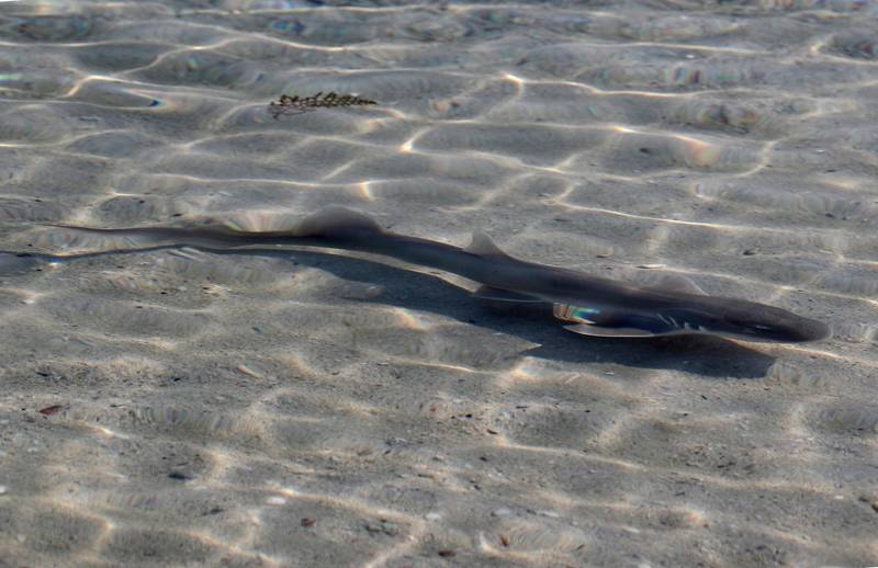 A carpet shark swims away after being released into Arabian Gulf waters at the Jebel Ali Wildlife Sanctuary in Dubai. AP