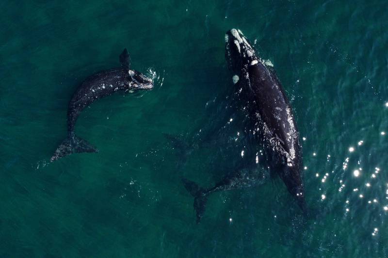 A southern right whale with her calves in the South Atlantic Ocean near Puerto Madryn, Chubut Province, Argentina. Despite the recent deaths of at least 13 southern right whales, authorities have recorded more than 1,400 whales in the Nuevo and San Jose gulfs, the largest number in more than 50 years. AFP