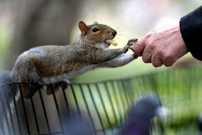 A person feeds peanuts to a grey squirrel in Washington Square Park in New York City.  AFP / Angela Weiss